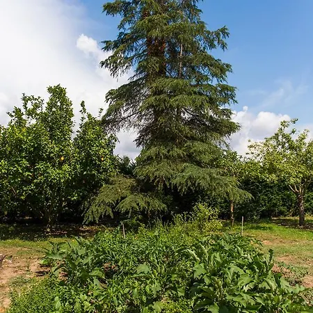 Trikalioti's Estate Affittacamere *
