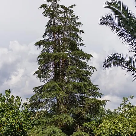 Trikalioti's Estate * Chavari